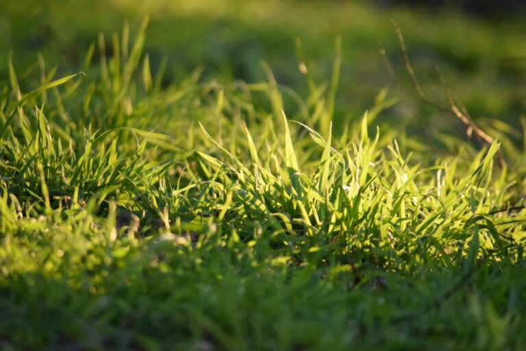 Mähroboter Hindernisse markieren: Profi-Tipps