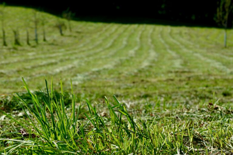 Rasenroboter bei vielen Bäumen: Welche Navigation hilft wirklich?