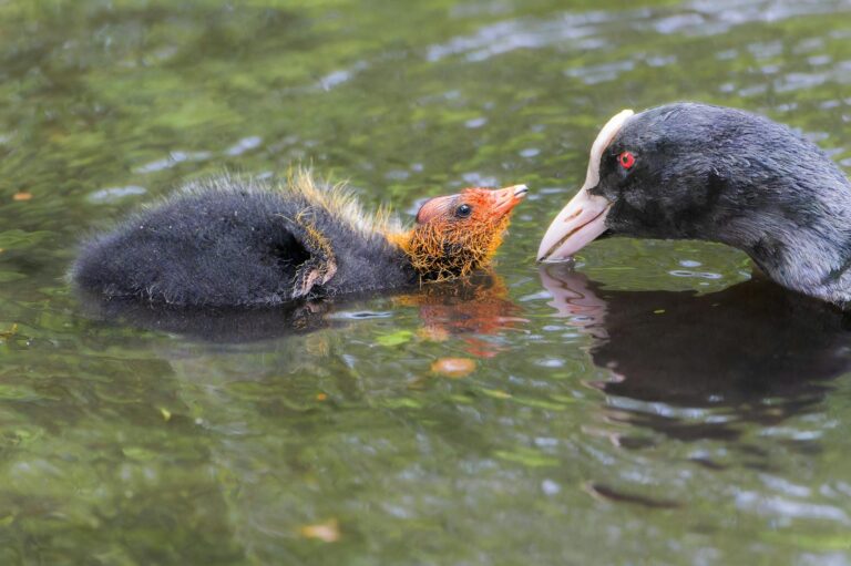 Eltern bedienen entspannt und sicher Mähroboter im Garten mit spielenden Kindern