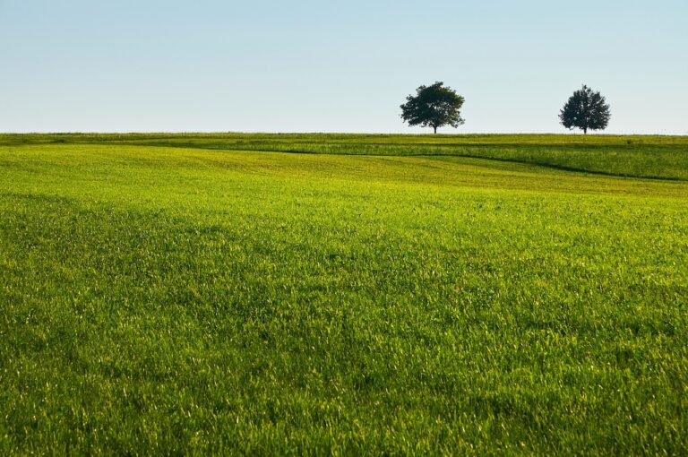 Optimales Mähmuster sorgt für effizienten Rasenschnitt und gesunde Grasflächen