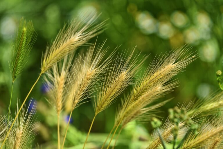 Wie Mähroboter effektiv Unkraut im Rasen verringern und pflegen Mähroboter mähen regelmäßig Unkraut im Rasen zur effektiven Gartenpflege